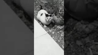 Download lagu STORY WA 30 DETIK LUCU NGAKAK || KU MENANGIS...🤣 || STORY WA TERBARU 2020 mp3