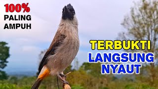 Download lagu Suara Kutilang Gacor Ampuh Untuk Masteran Pikat Cepat Bunyi mp3