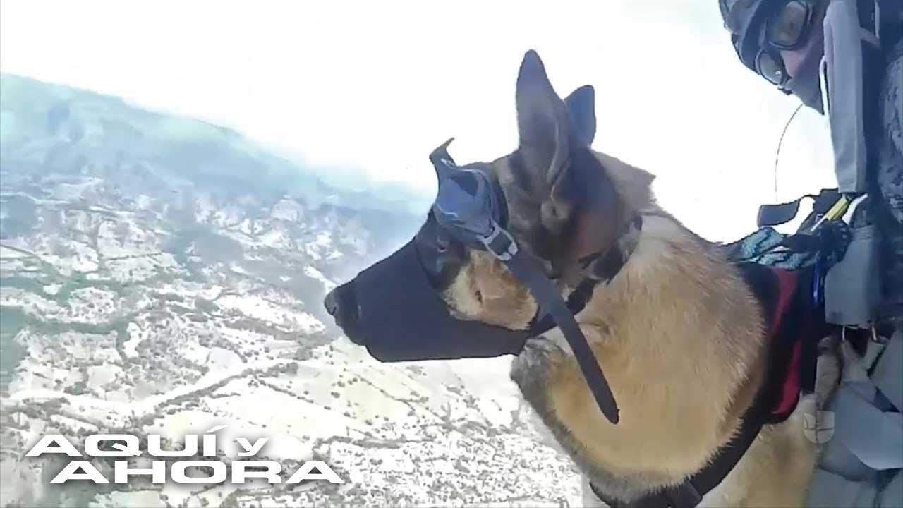 El riguroso entrenamiento de los perros paracaidistas