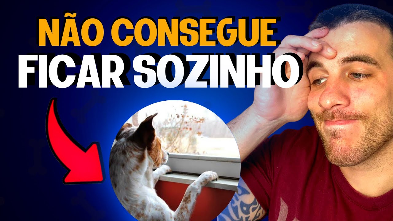 Como Ensinar o Cachorro a Não Chorar Quando Ficar Sozinho