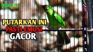 Download lagu CUCAK IJO TROTOL GACOR, PANCINGAN CUCAK IJO BIAR EMOSI GACOR mp3