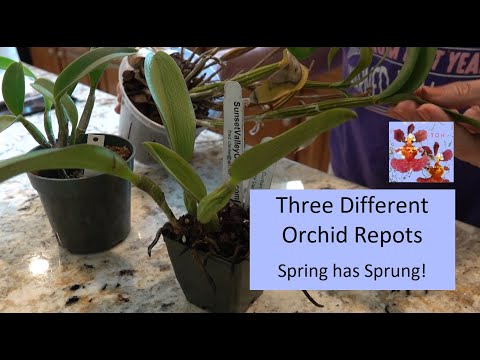 Three Orchid Repots | How to Repot Orchids in Distress | Dendrobium, Cattleya Type Orchid Repots