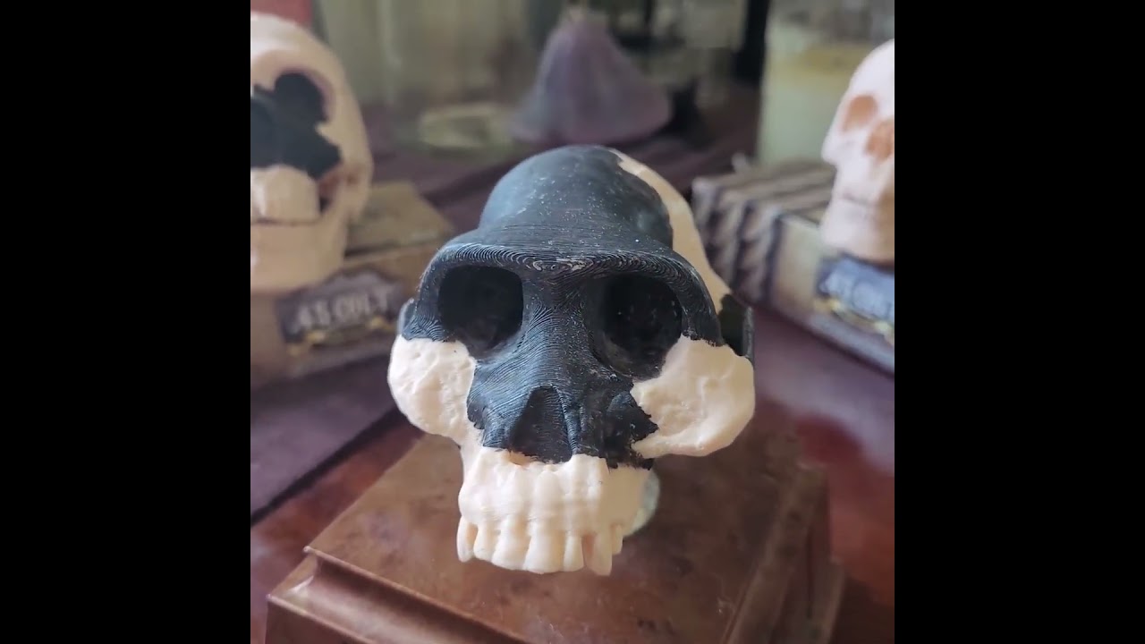 Exploring the Evolutionary Story of Our Ancestors: Australopithecus afarensis (The Hadar Skull)