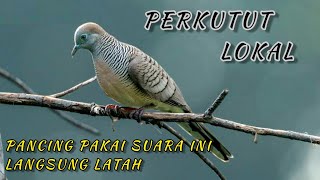 Download lagu Masteran suara burung PERKUTUT LOKAL untuk pikat mp3 Download lagu Masteran suara burung PERKUTUT LOKAL untuk pikat mp3