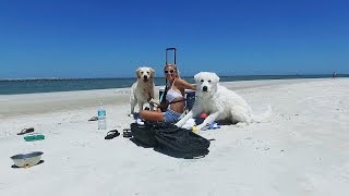 Cooper and Koda go to the Beach! (Super Cooper Sunday #55)