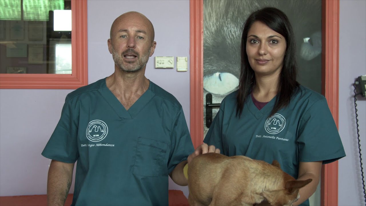 22 - Come svuotare le sacche perianali del cane, modo corretto per spremere le sacche anali del cane