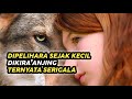 Dipelihara Sejak Masih Kecil Dikira Anjing Ternyata Serigala Alur Cerita Film Terbaru