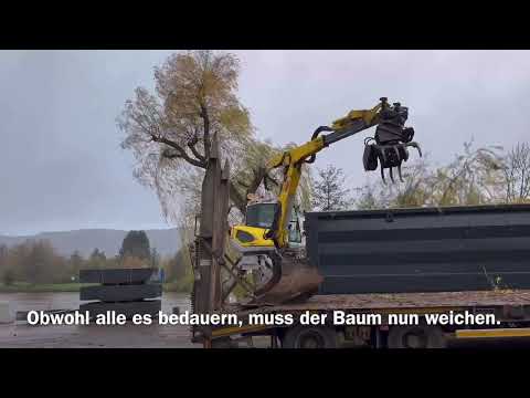 Trauerweide am Saarufer in Konz wird gefällt