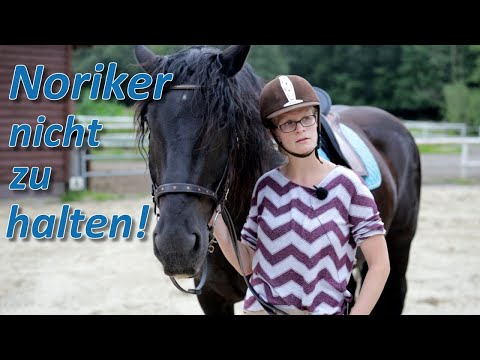 Unberechenbares Pferd reißt sich los: Dominanzuntergrabung, Triebigkeit und Rittigkeitsprobleme