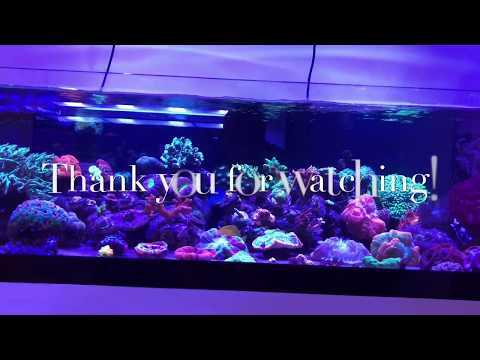 60 gallons reef  tank  Tour Let's Go!!