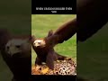 Ego #explore #new #viral #trending #eagles #cat #cats