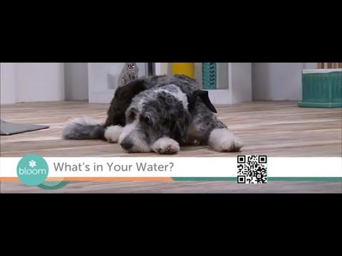 Play video: EnhanceH2O on Bloom TV