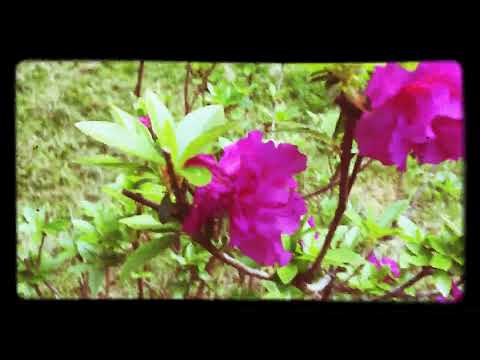 download lagu mp3 mp4 Dark Pink Rhododendron, download lagu Dark Pink Rhododendron gratis, unduh video klip Dark Pink Rhododendron