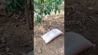 Download lagu GOAT COCK THAT IS GOOD FOR AVOCADO mp3