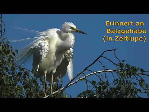 #53 sehr seltener Anblick: Silberreiher im Prachtkleid Garça com plumagem magnífica @kiezfotoberlin