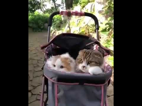 Two cats in a stroller.