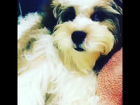 Sleepy pompom 😴😴