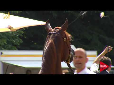 Bruges 2017 International - Yearling Colts Championship