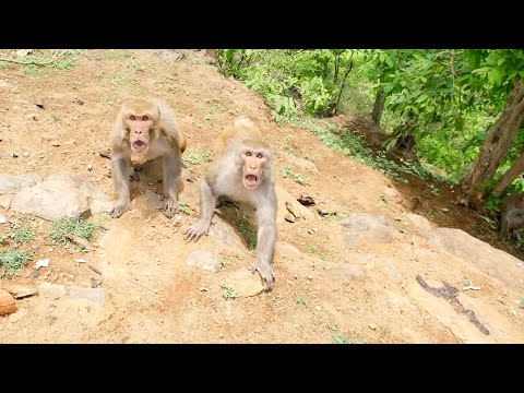 angry monkey \\ monkey prank \\ angry monkey funny video \\ monkey prank