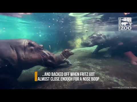 Three-Week-Old Baby Hippo Fritz Meets His Sister Fiona At Cincinnati Zoo