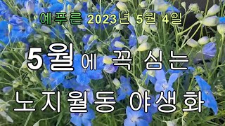 5월에 꼭 심는 노지월동야생화