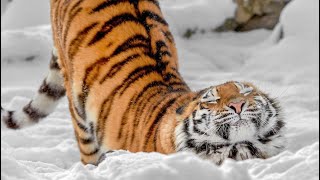 鉄拳7キング！コンボとかなんか色々！最後のやつWKRPの間違い！！！