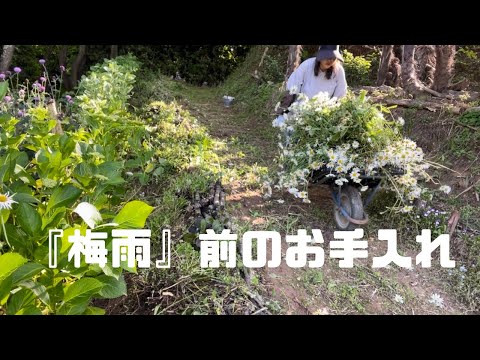 メドウデイジー 植物