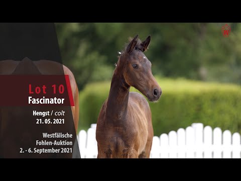Fohlen-Auktion Lot 10 Fascinator Hengst v. For Gold - Lamoureux II
