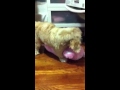 Boey Pinky Bear