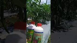 Download lagu CABE INI SUBUR SEKALI DENGAN PUPUK NASA mp3 Download lagu CABE INI SUBUR SEKALI DENGAN PUPUK NASA mp3