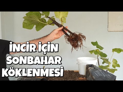Eylülden Ekime, 60 Günde İncir Köklendirme