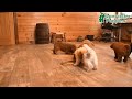 Mini Goldendoodle dogs for sale: Ruby  - Video 1