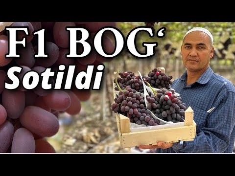 F1 Uzum Navining Kuchli Saqlanish Siri. 🍇🍇 Oluvchi bilan kelishuv qanday bo‘ldi 💵💰