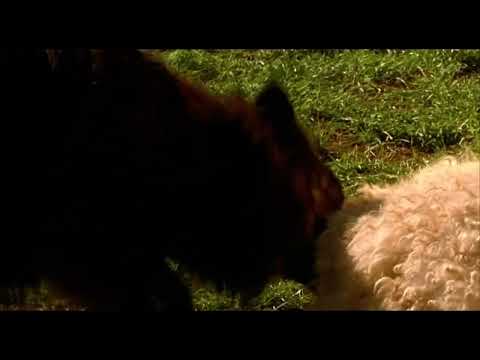 Babe 1995 wild dogs￼