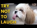 Happy Happy Dogs Compilation Try Not To Laugh Challenge
