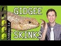 Gidgee Skink, The Mini Blue Tongue?