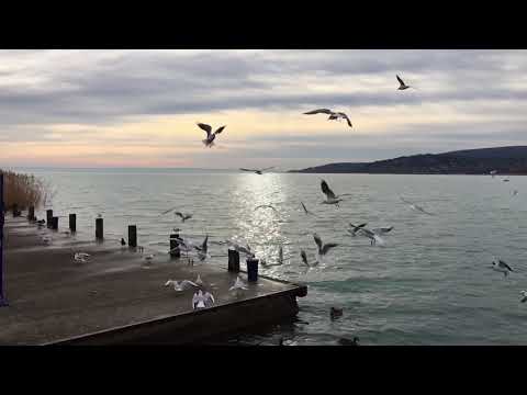 Seagulls at Lake Balaton