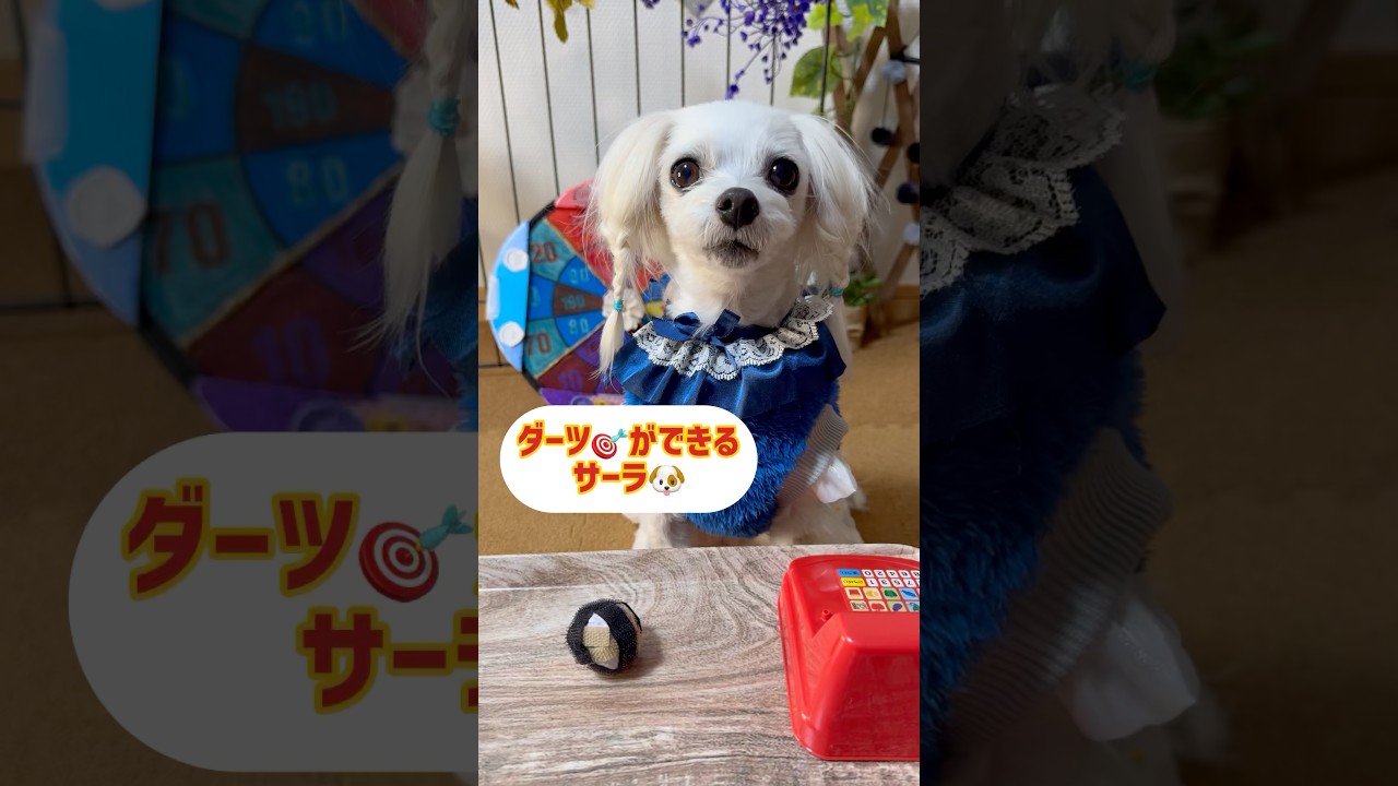 【ダーツ犬】ちょこっと動画No.60 ダーツができるワンコです #かわいい犬  #おもしろ犬 #賢い犬 #kawaii #犬のいる生活 #おもしろ犬動画 #初音ミク #pet #speedsong