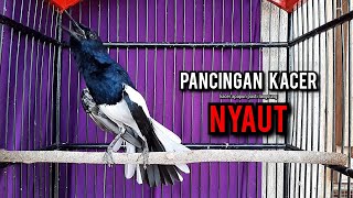 Download lagu SUARA BURUNG kacer gacor NGEPLONG tarung ini paling ampuh buat PANCINGAN KACER agar EMOSI mp3