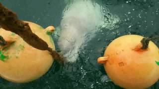 今日のベルーガ/初夏