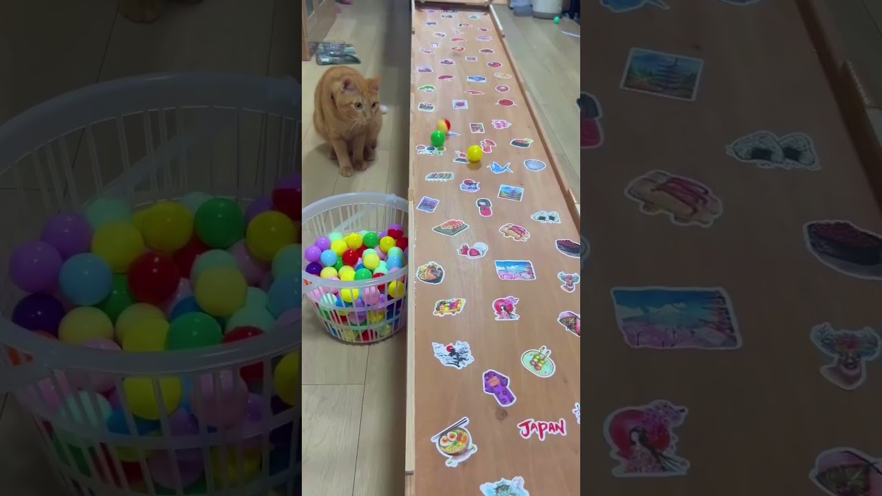 Reverse Magic: Cat Catches the Rolling Marble Mid-Air! 😼 #asmr #cat #satisfyling #reversemoviefx