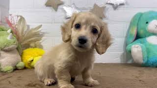 ミニチュアダックスの動画01