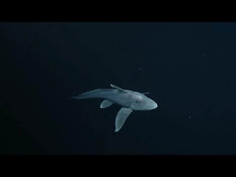 Rare ghost shark caught on film off California coast
