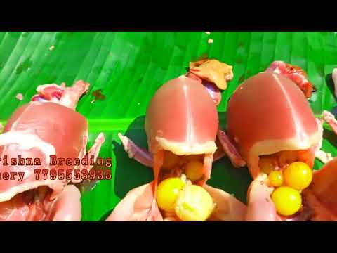 Multicolor guinea fowl day old