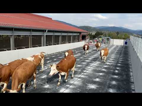 Ein Laufhof zum Wohlfühlen: weicher und trittsicherer Boden für die Kühe
