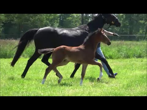 *2023 Hengst von Taurus - Cavallieri xx SOLD!!!