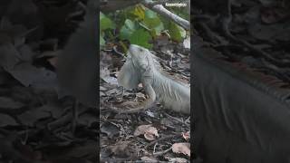 Download lagu Jamaica #travel #explore #jamaica #wildlife #tours #animals #adventure #trending #digidi #shorts mp3