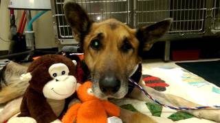 Caesar - spending New Year's Day with new 'buddies' from donors - 1.1.17