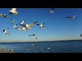 Feeding Seagulls Near Clearwater Beach Florida