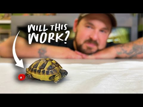 DISABLED BABY TORTOISE GETS WHEELS!